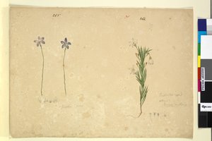 Sida 265. Glossodia minor; 266. Ricinocarpus, c.1803-06 (wc, penna, bläck och penna) av John William Lewin