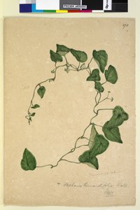 Sida 270. Stephania hernandiaefolia, c.1803-06 (wc, penna, bläck och penna) av John William Lewin