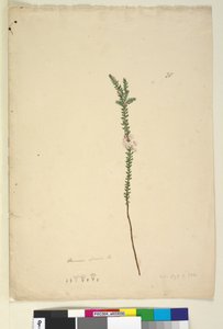 Sida 28. Epacris sparsa, c.1803-06 (wc, penna, bläck och penna)