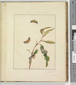 Sida 35. Platta 9 Bombyx Vulnerans Lewin, 1803-04 (handfärgade etstryck) av John William Lewin