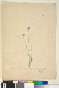 Sida 37. Wahlenbergia gracilis, c.1803-06 (wc, penna, bläck och penna) av John William Lewin