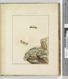 Sida 39. Plåt 10 Lithosa Replana, 1803-04 (handfärgade etstryck) av John William Lewin