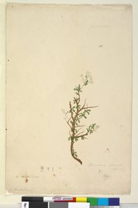 Sida 42. Bursaria spinosa, ca 1803-06 (wc, penna, bläck och penna) av John William Lewin
