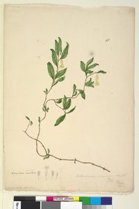 Sida 43. Billardiera scandens, c.1803-06 (wc, penna, bläck och penna) av John William Lewin