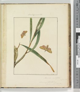 Sida 43. Platta 11 Bombyx Nasuta, 1803-04 (handfärgade etstryck) av John William Lewin