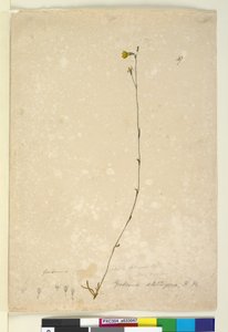 Sida 47. Goodenia stelligera, c.1803-06 (wc, penna, bläck och penna) av John William Lewin