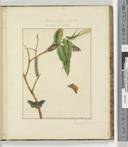 Sida 47. Platta 12 Clisiocampa Lewinae Bombyx Lewinae, 1803-04 (handfärgade etsningstryck) av John William Lewin