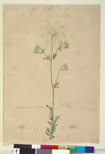 Sida 48. Actinotus Helianthi, c.1803-06 (wc, penna, bläck och penna) av John William Lewin