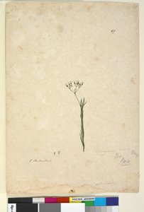 Sida 49. Trachymene linearis, c.1803-06 (wc, penna, bläck och penna) av John William Lewin