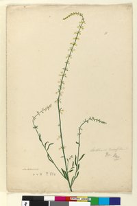 Sida 51. Stackhousia, c.1803-06 (wc, penna, bläck och penna) av John William Lewin