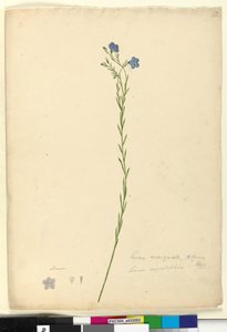 Sida 52. Linum marginale, c.1803-06 (wc, penna, bläck och penna) av John William Lewin