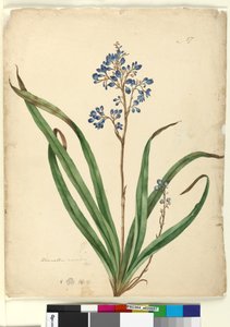 Sida 57. Dianella caerulea, c.1803-06 (wc, penna, bläck och penna)