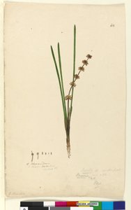Sida 62. Xerotes Lomandra multiflora, c.1803-06 (wc, penna, bläck och penna) av John William Lewin