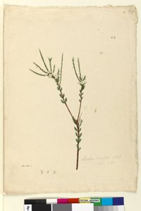 Sida 64. Baeckea densifolia, c.1803-06 (wc, penna, bläck och penna) av John William Lewin