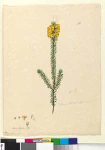 Sida 73. Dillwynia rubis?, c.1803-06 (wc, penna, bläck och penna) av John William Lewin