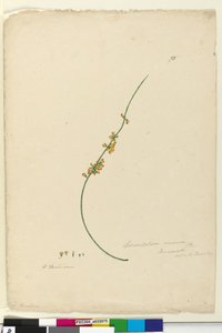 Sida 75. Sphaerolobium vimineum, c.1803-06 (wc, penna, bläck och penna) av John William Lewin