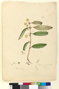 Sida 81. Callicoma serratifolia, c.1803-06 (wc, penna, bläck och penna)