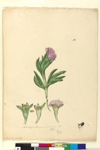 Sida 82. Mesembryanthemum aequilaterale, c.1803-06 (wc, penna, bläck och penna) av John William Lewin