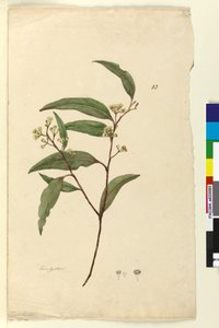 Sida 83. Eucalyptus, c.1803-06 (wc, penna, bläck och penna) av John William Lewin