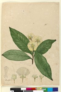 Sida 85. Angophora intermedia, c.1803-06 (wc, penna, bläck och penna) av John William Lewin