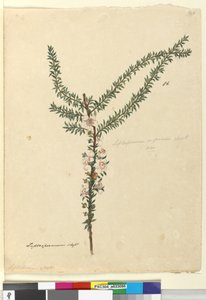 Sida 86. Leptospermum scoparium, c.1803-06 (wc, penna, bläck och penna) av John William Lewin