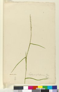 Sida 9. Lepturus cylindricus, c.1803-06 (wc, penna, bläck och penna) av John William Lewin