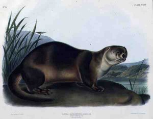 Lutra Canadensis eller Lataxina Mollis (Canada Otter), plåt 122 från 