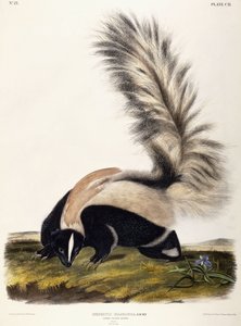 Storstjärtad Skunk, 1846