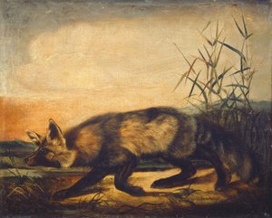 Långsvansad rödräv, 18481854.