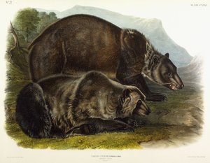 Grizzlybjörn hane, 1848 av John Woodhouse Audubon
