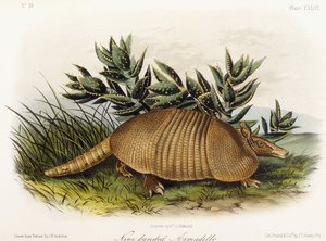 Niobandad bältdjur, 1849-1854 av John Woodhouse Audubon