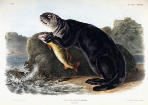 Sea Otter, ung hane, 1848