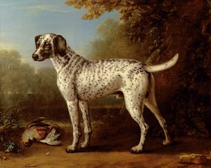Gråfläckig hund