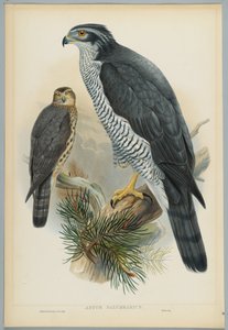 Astur Palumbarius - Goshawk, tecknad av J. Wolf, graverad av H. C. Richter