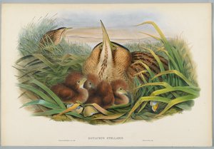 Botaurus Stellaris - Bittern, graverad av H. C. Richter