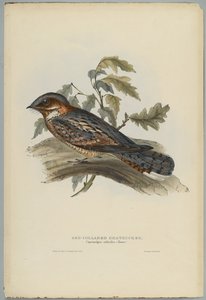 Caprimulgus Ruficollis av John after Gould