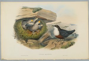 Cinclus Aquaticus - Water Ousel eller Dipper, graverad av H. C. Richter