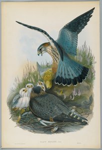 Falco Aesalon - Merlin, teckningar av J. Wolf, graverade av H. C. Richter