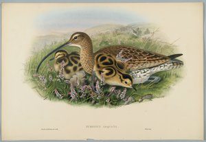 Numenius Arquata - Curlew, graverad av H. C. Richter