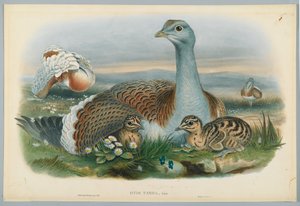 Otis Torda - Stor bustard, tecknad av J. Wolf, graverad av H. C. Richter