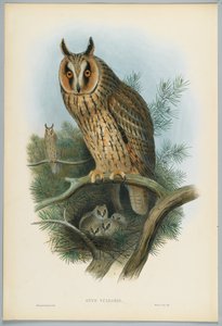 Otus Vulgaris - Långörad uggla, tecknad av J. Wolf, graverad av H. C. Richter