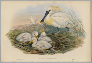 Platalea Leucorodia - Skednäbb och ung, graverad av H. C. Richter