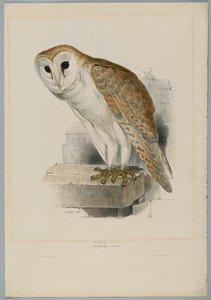 Strix Flammea - Kronuggla