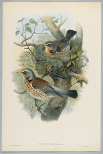 Turdus Pilarus - Entrast, graverad av H. C. Richter