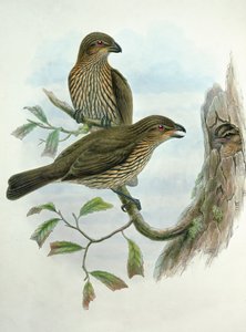 Ailuroedus Dentirostris, Tandnäbbad kattfågel
