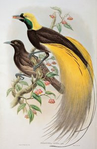 Paradisfågel: Paradisaea Apoda: Större, Paradisaea Apoda