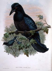 Curl-crested Manucode