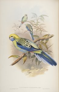 Platycerus cyanogenus, från The Birds of Australia av John Gould, 1840 av John and Richter Gould