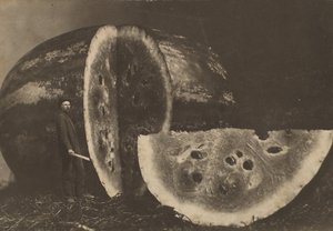 Man skär vattenmelon, 1898-1903. av Johnson