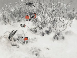 Rödhake i snön